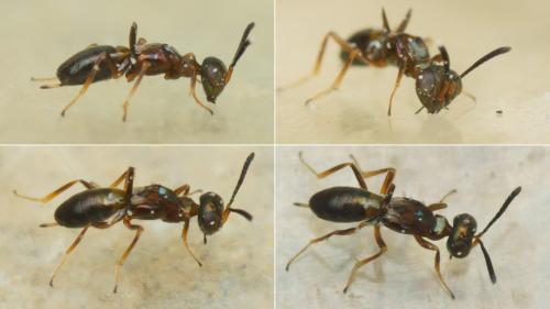 Réf. 204 575 : Eupelmus sp.